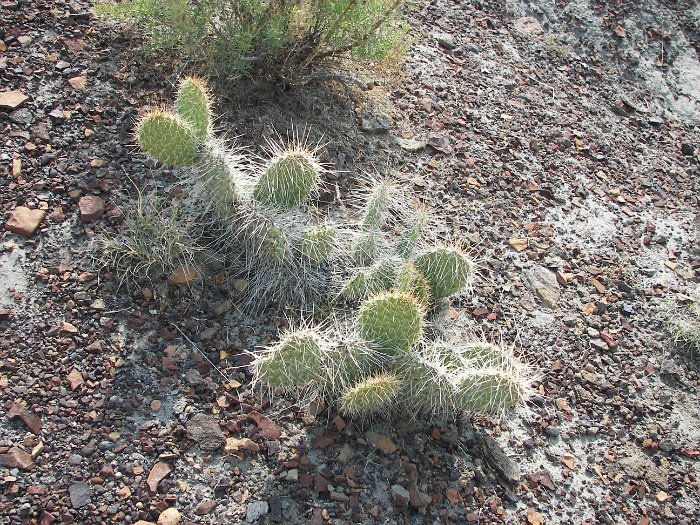 Kanada 2007 Dinopark (62)